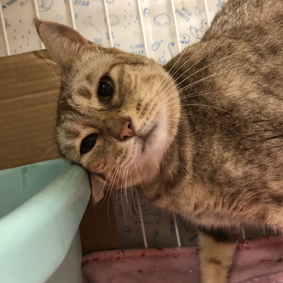 🐾#里親様募集中🐾オシキャットのサヤちゃん💕2019,9,12